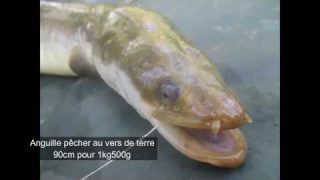 Anguille de 90cm pour 1kg500g pêché au vers de terre en rivière – Regardez!