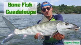 Attaque en Direct | Pêche du Bonefish à vue sur les flats de Guadeloupe.