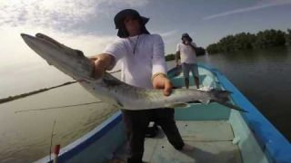 barracuda au leurre et a la traine