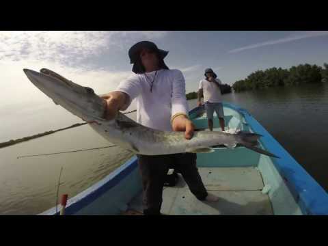 barracuda au leurre et a la traine