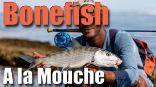 COMMENT pêcher le BONEFISH en Guadeloupe à la mouche : Une pêche à vue sur les flats des Antilles