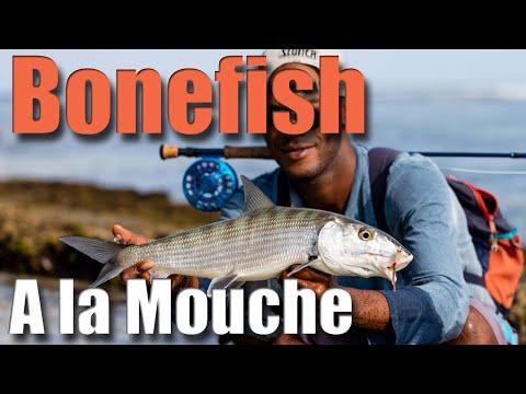 COMMENT pêcher le BONEFISH en Guadeloupe à la mouche : Une pêche à vue sur les flats des Antilles