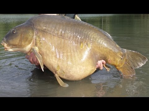 Fin de combat avec une grosse carpe Miroir (Film HD 16/9)