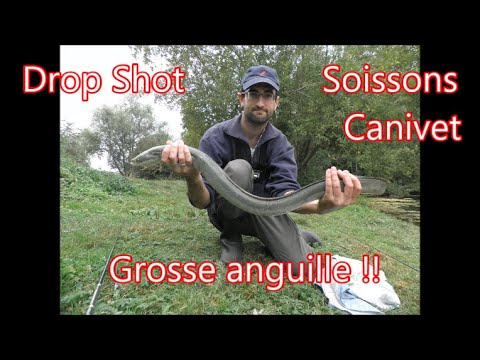 Grosse anguille de 96 cm prise par accident au Drop Shot (étangs du Canivet Soissons)