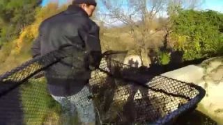 Grosse anguille prise à l'épuisette