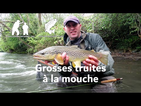 Grosses truites à la mouche ~ Pêche à la mouche dans les Pyrénées