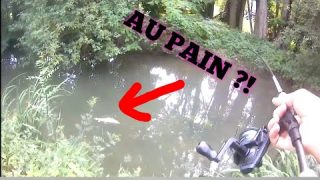 Je Pêche un gros barbeau dans une petite rivière … au pain ?