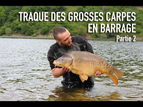 Je traque les grosses carpes de barrage Partie 2