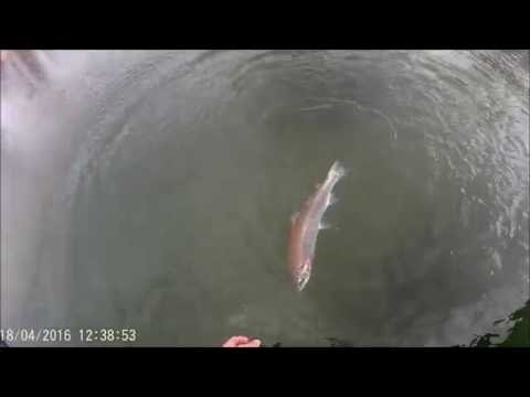 pêche de deux grosses truites à la mouche en HD