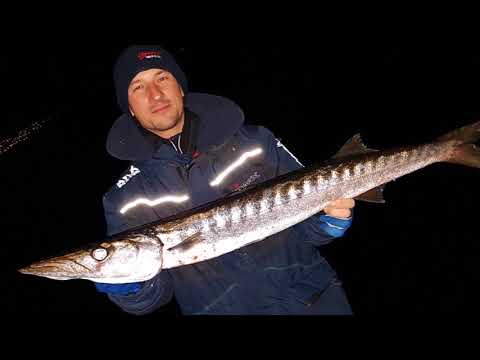 Peche de gros  barracuda en méditerrannée, leurre et combat