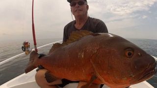 Pêche de la carpe rouge au popper au Panama