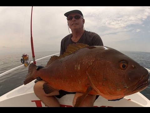 Pêche de la carpe rouge au popper au Panama