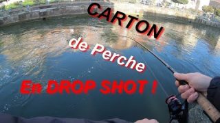 Pêche de la Perche en DROP SHOT ! C'est la FRENESIE !