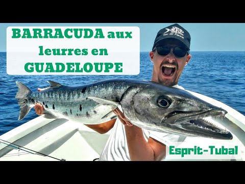 Pêche en Guadeloupe | Barracuda aux Leurres