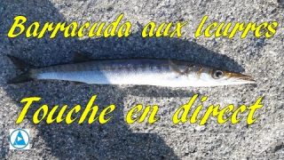 Petit barracuda aux leurres pêche en mer, touche en direct