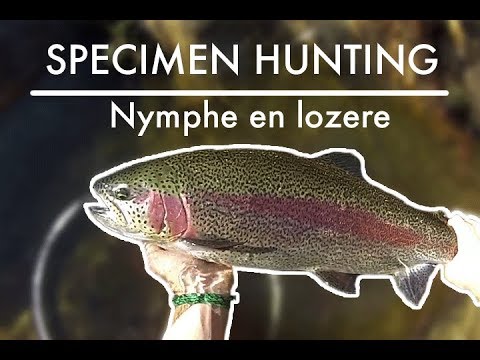 Specimen Hunting : la traque des grosses truites aec à la mouche