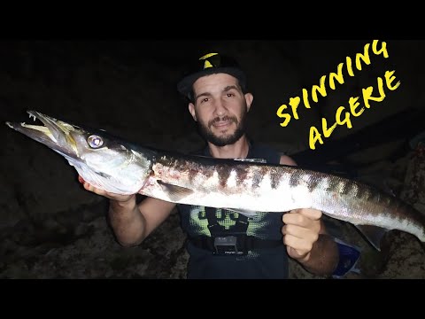 Spinning algerie 🇩🇿vlog 02: barracuda au leurre . herakles rave 175s