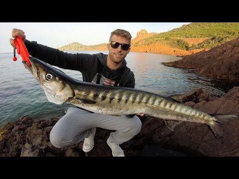 SPINNING INSHORE – Barracuda 5,5kg