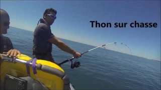 thon au leurre sur chasse  Cap couronne pêche