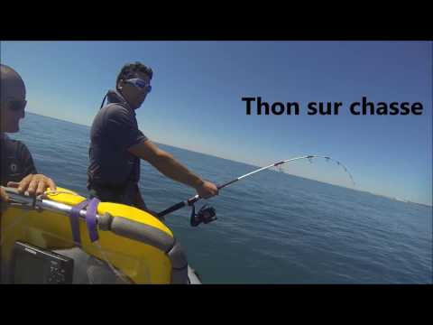 thon au leurre sur chasse  Cap couronne pêche