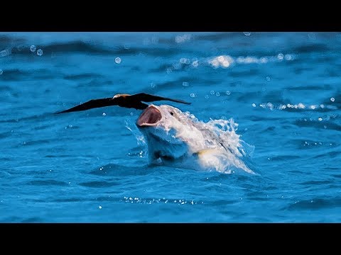 Un poisson gobe un oiseau en plein vol – ZAPPING SAUVAGE