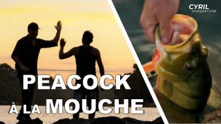 Cours de PÊCHE À LA MOUCHE en AMAZONIE (Peacock) – Cyril Chauquet