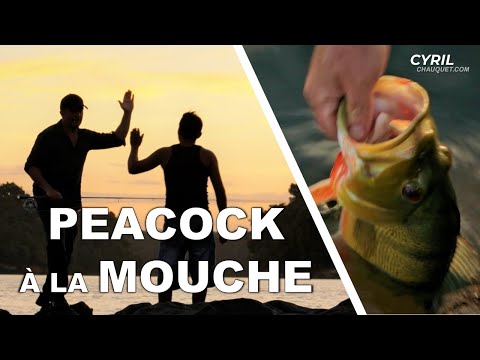 Cours de PÊCHE À LA MOUCHE en AMAZONIE (Peacock) – Cyril Chauquet