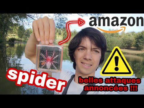 TEST et PRÉSENTATION d'un LEURRE ARAIGNÉE AMAZON